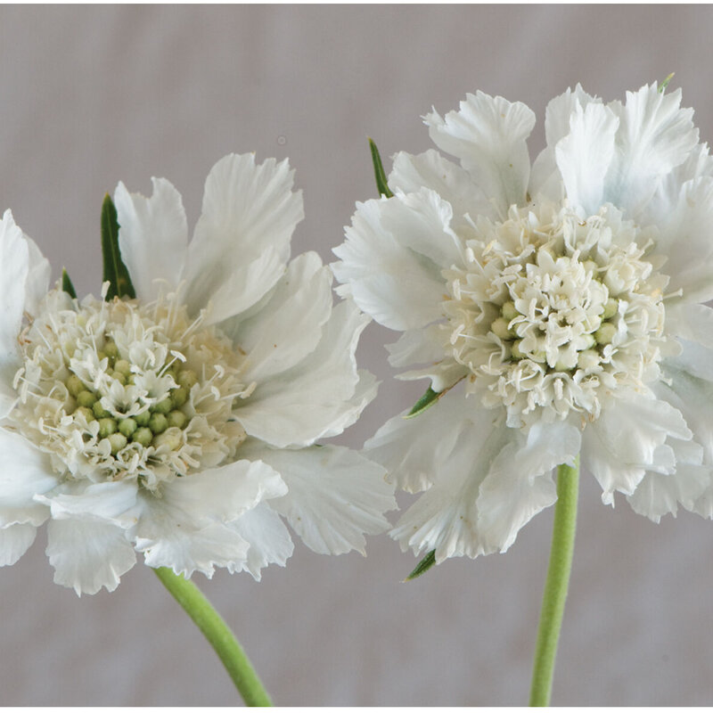 Scabiosa - Fama White