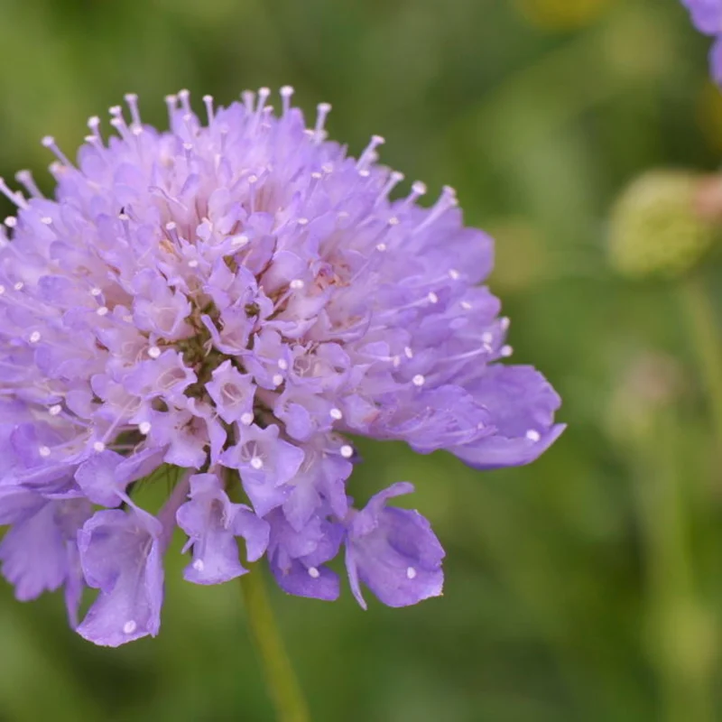 Scabiosa - Fama White