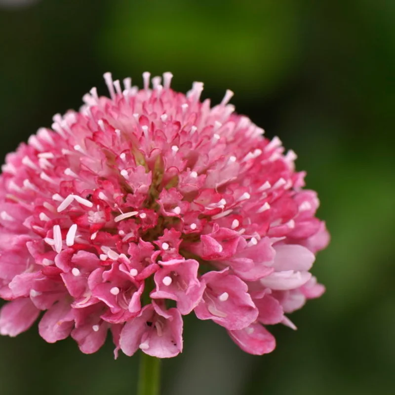 Scabiosa - Fama White