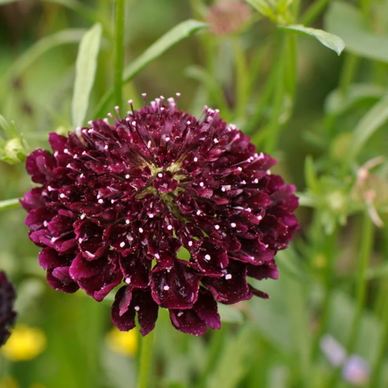 Scabiosa - Fama White