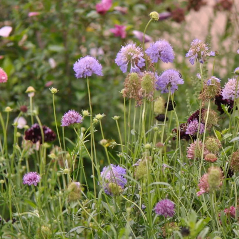 Scabiosa - Fama White