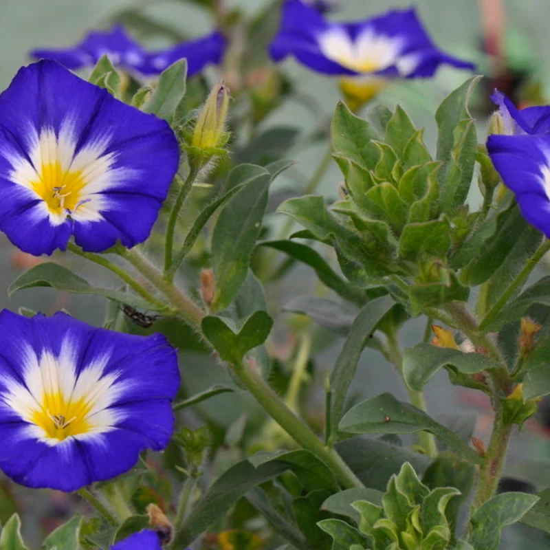 Dwarf Morning Glory - Convolvulus tricolor