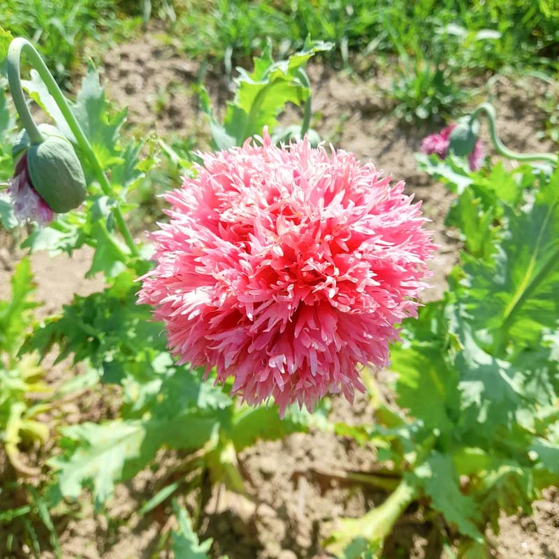 Poppies - Pink