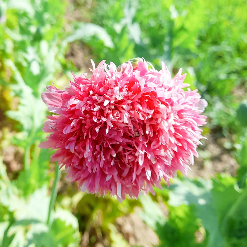 Poppies - Pink