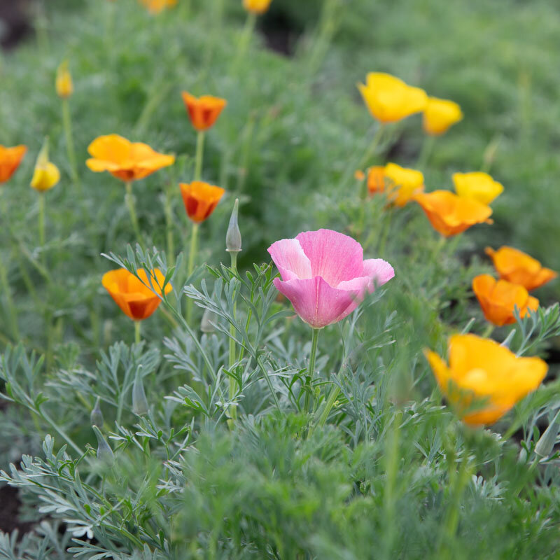 California poppies - Mission Bells