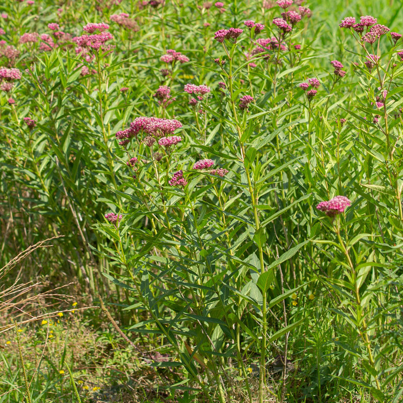 Asclepias - Red milkweed