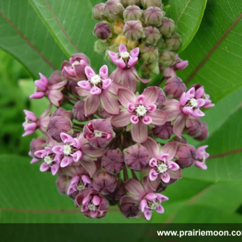 Asclepias - Asclepias syriaca