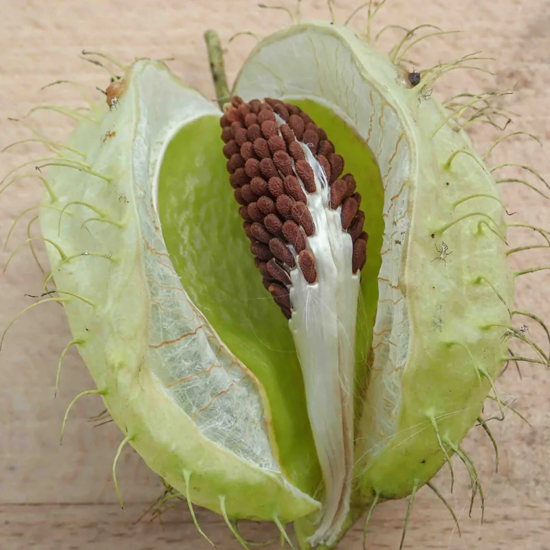 Asclepias - Asclepias tuberosa