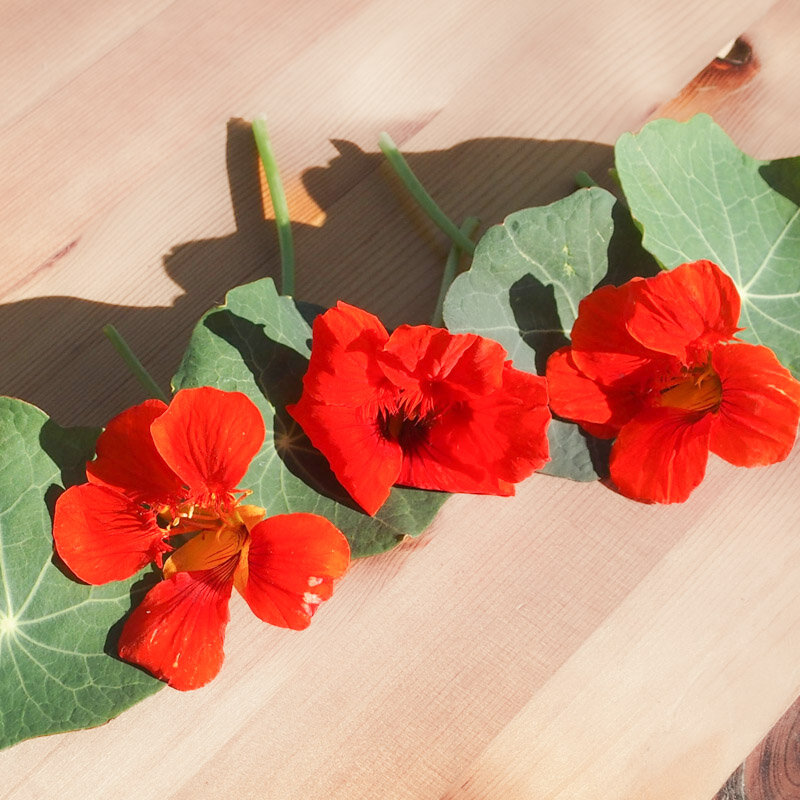 Nasturtiums - Empress Of India