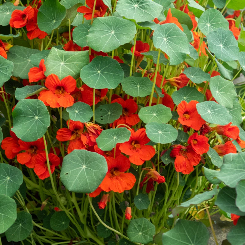 Nasturtiums - Empress Of India