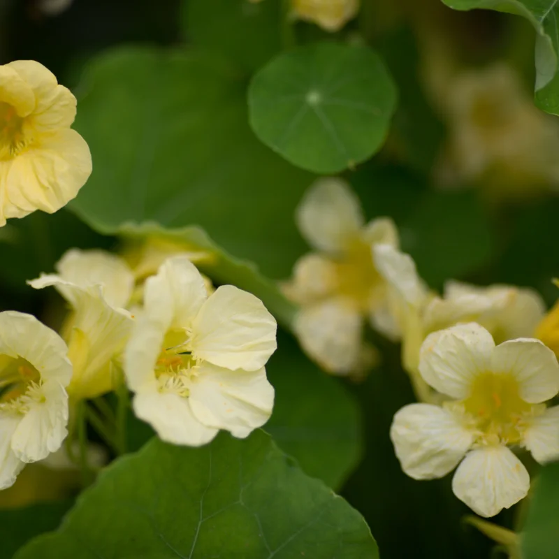 Nasturtiums - Yeti