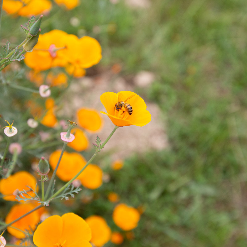 California poppies - Orange