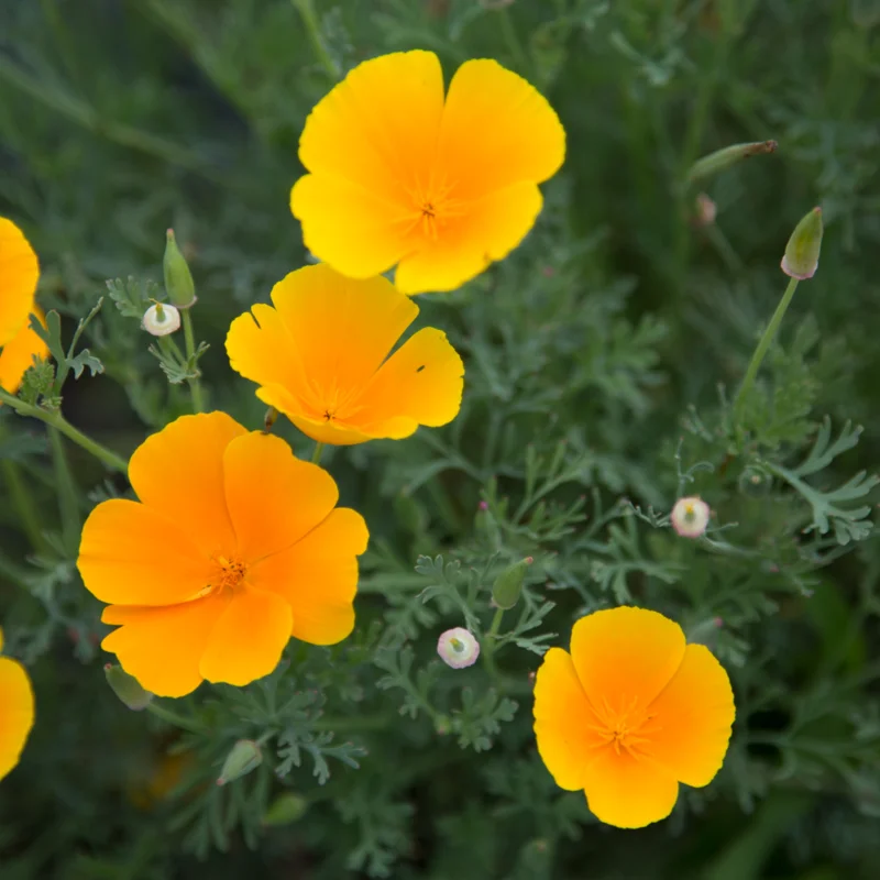 California poppies - Orange