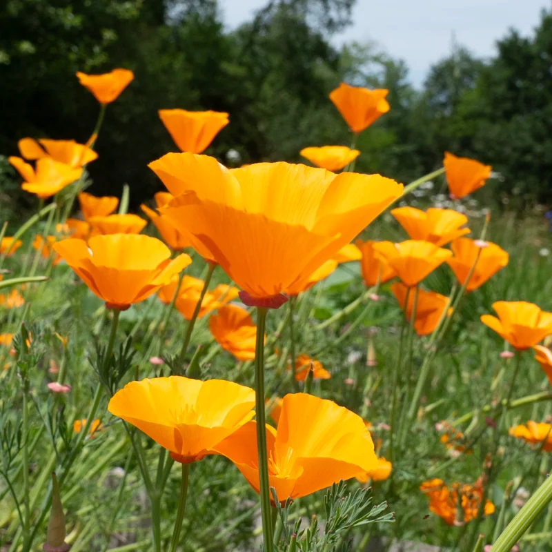 California poppies - Orange