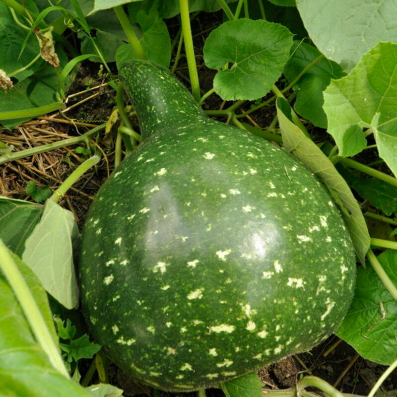 Gourds - Amphora