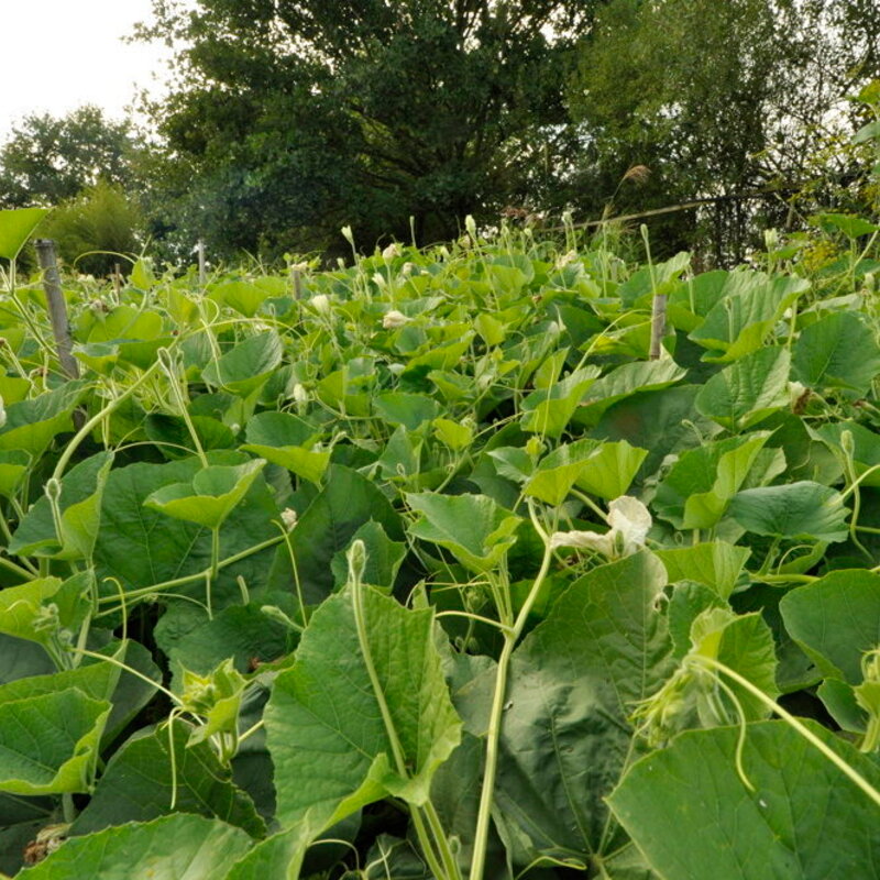 Gourds - Amphora