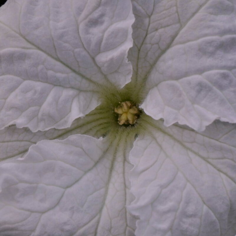 Gourds - Amphora