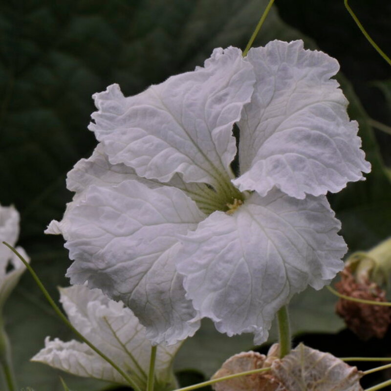 Gourds - Amphora