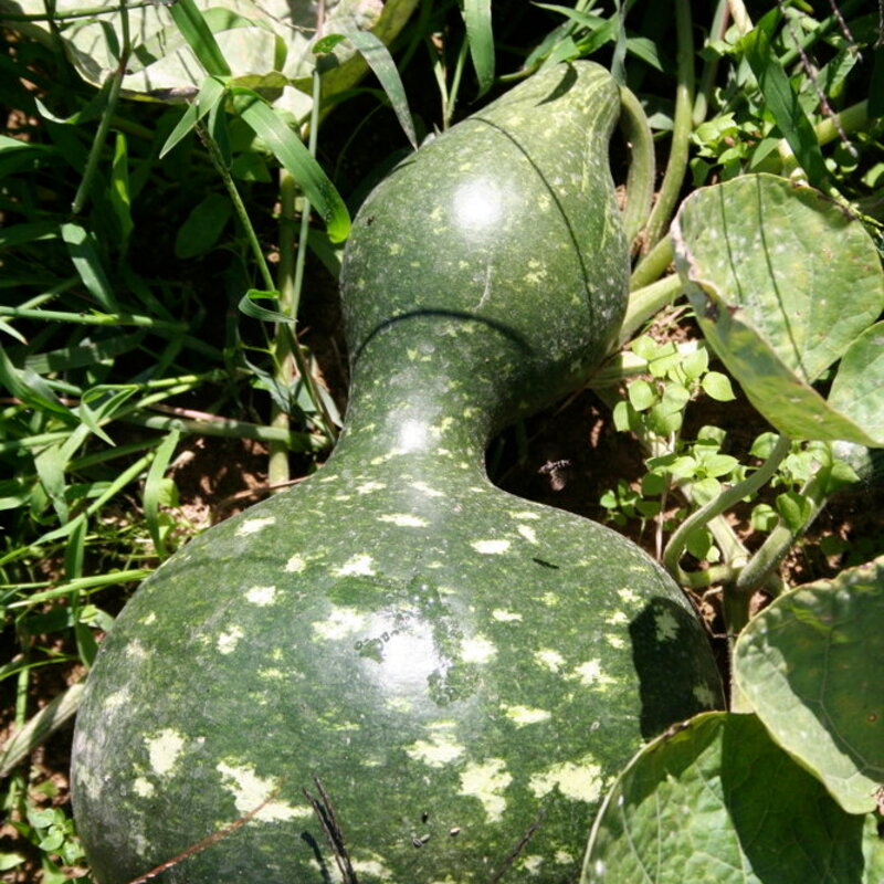 Gourds - Amphora