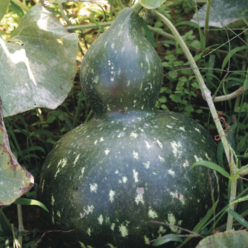 Gourds - Amphora