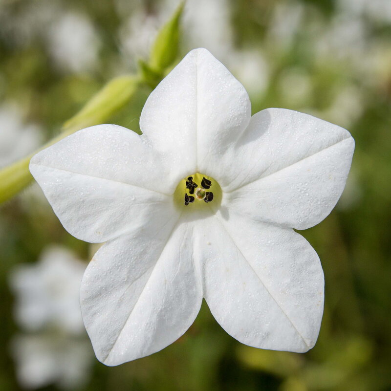 Tobacco - Grandiflora Jasmine Perfumed