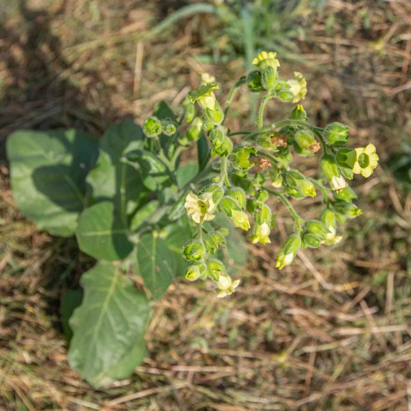 Tobacco - Ancient