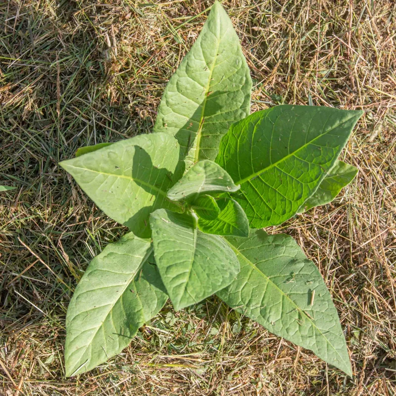 Tobacco - Balikesir