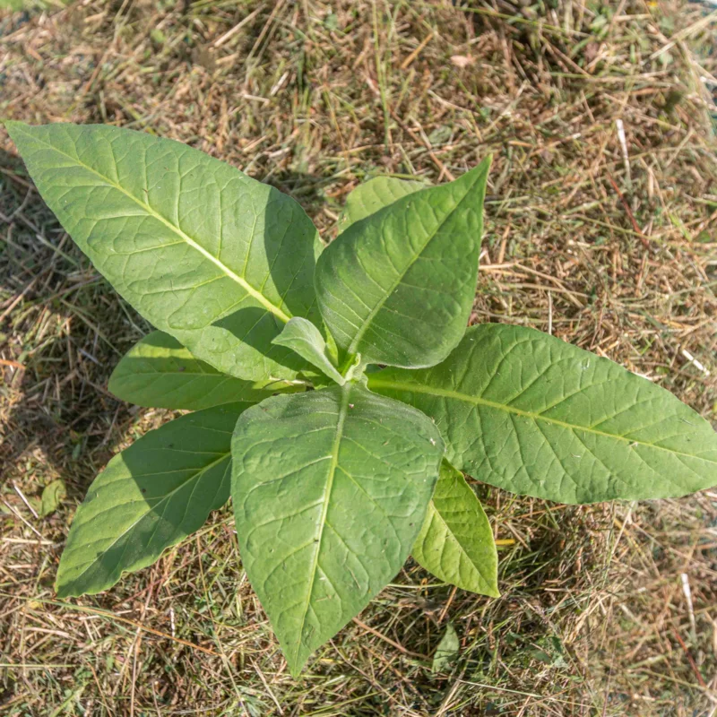 Tobacco - Frog Eye Orinoco