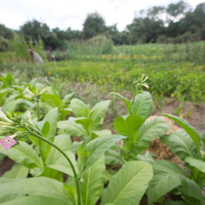 Tobacco - Frog Eye Orinoco