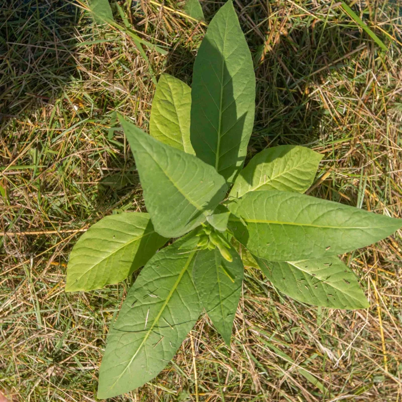 Tobacco - Orinoco White Stem