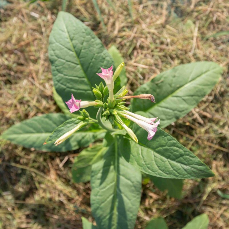 Tobacco - Silk Leaf