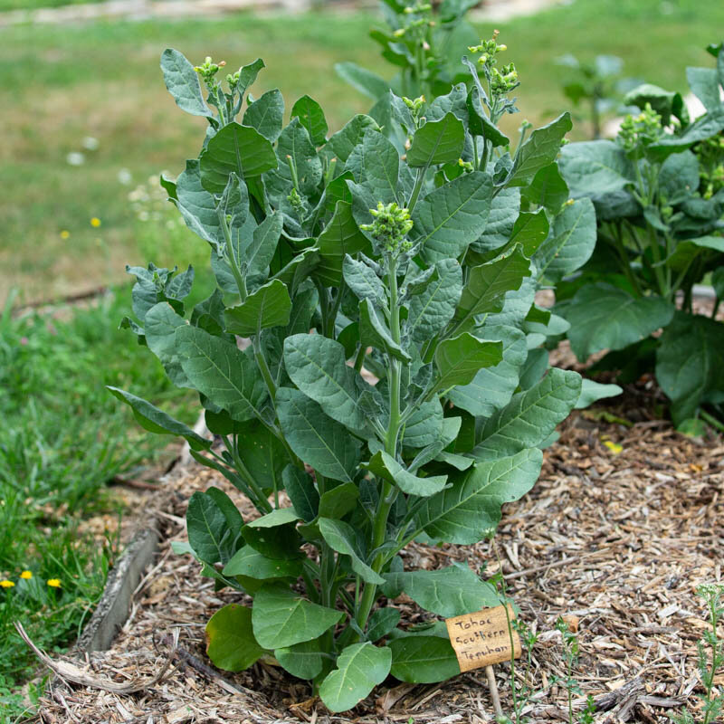 Tobacco - Southern Tepehuan
