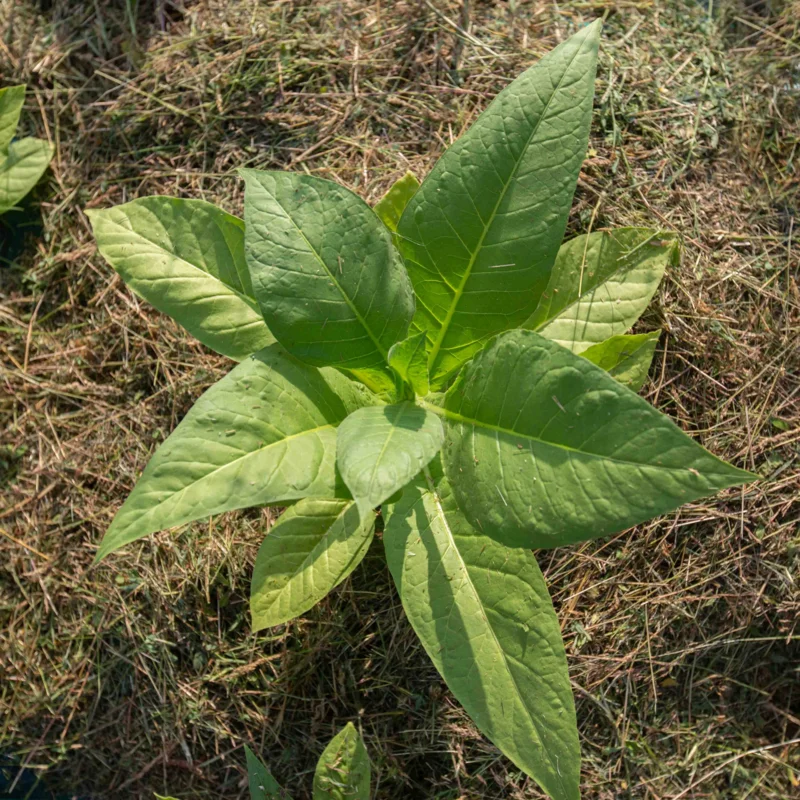 Tobacco - Yellow Mammoth