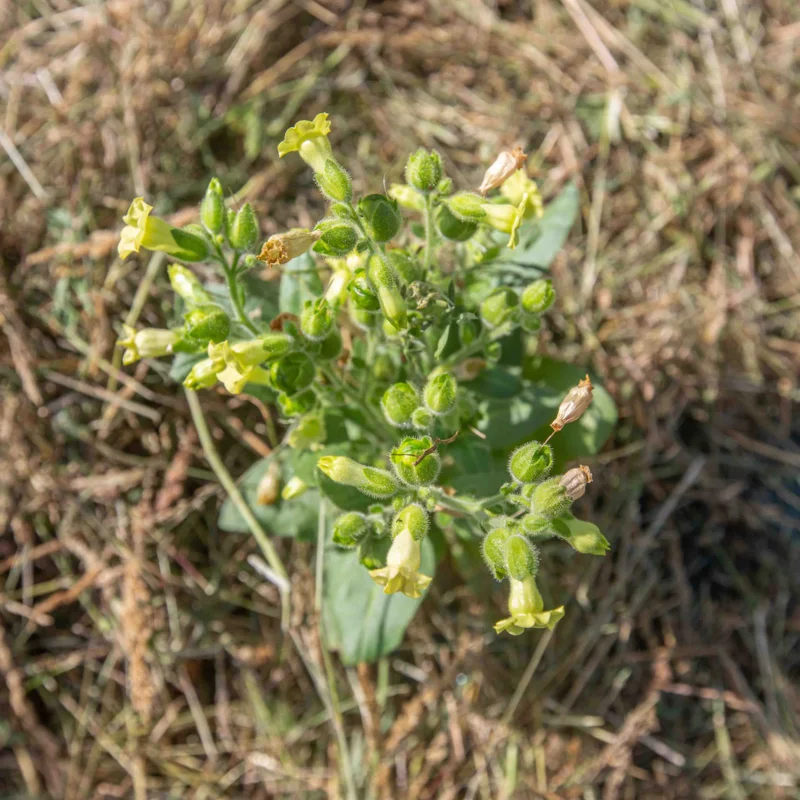 Tobacco - Sacred Wyandot