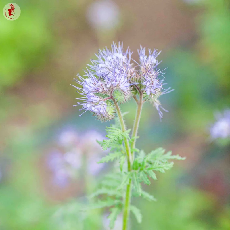 Phacelia - Lacy scorpion-weed