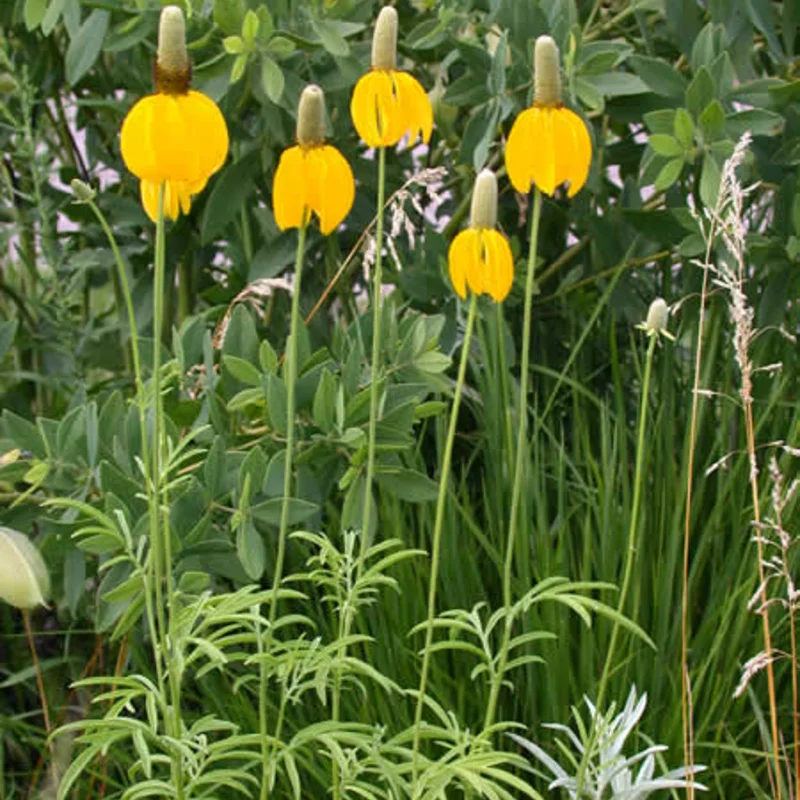 Ratibida - Yellow Prairie