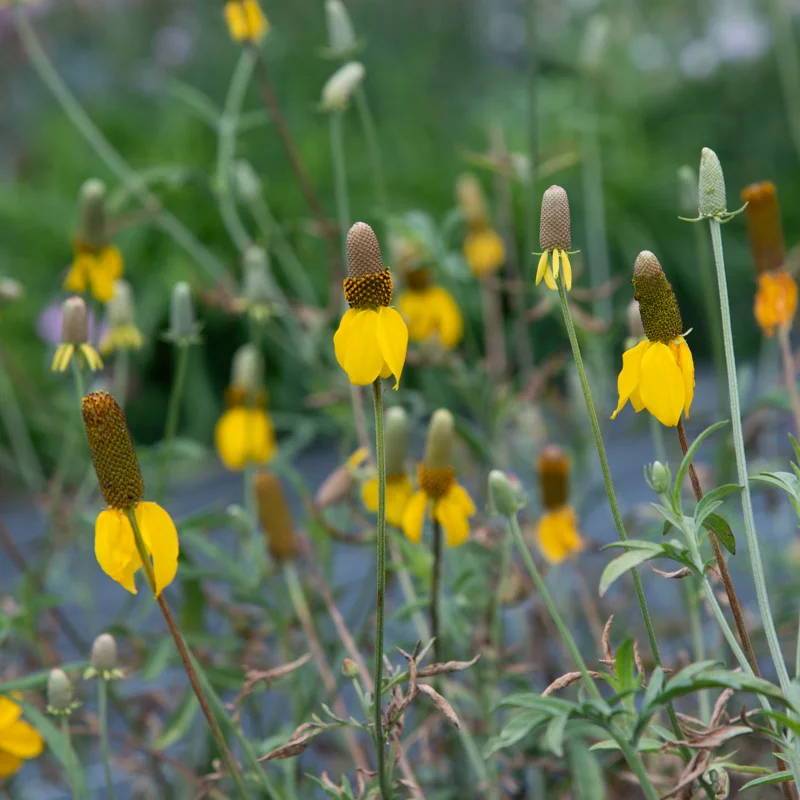 Ratibida - Yellow Prairie