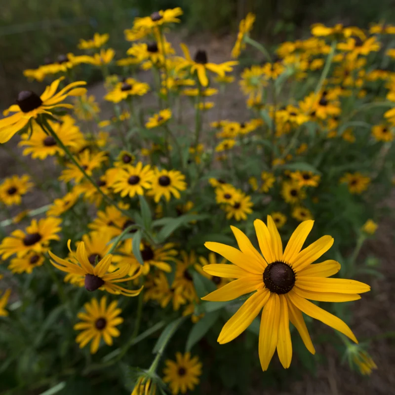 Rudbeckia - Rudbeckia hirta