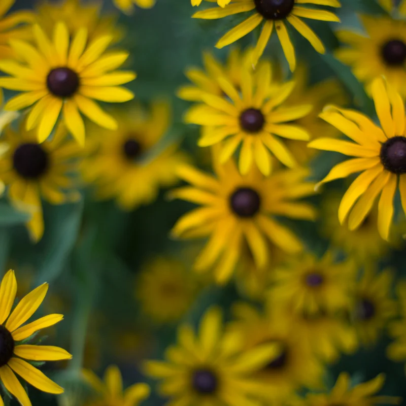 Rudbeckia - Rudbeckia hirta