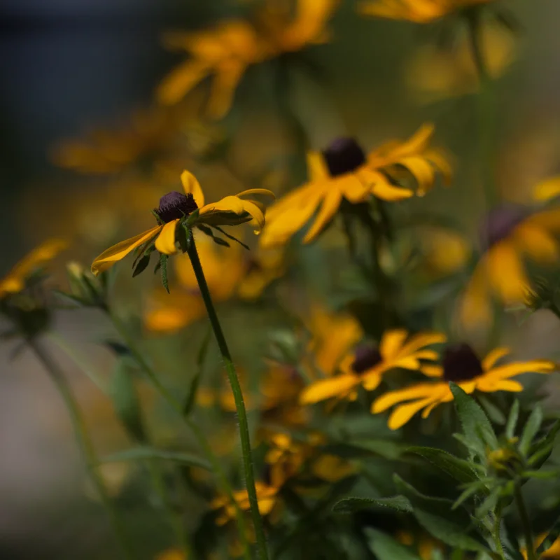 Rudbeckia - Rudbeckia hirta