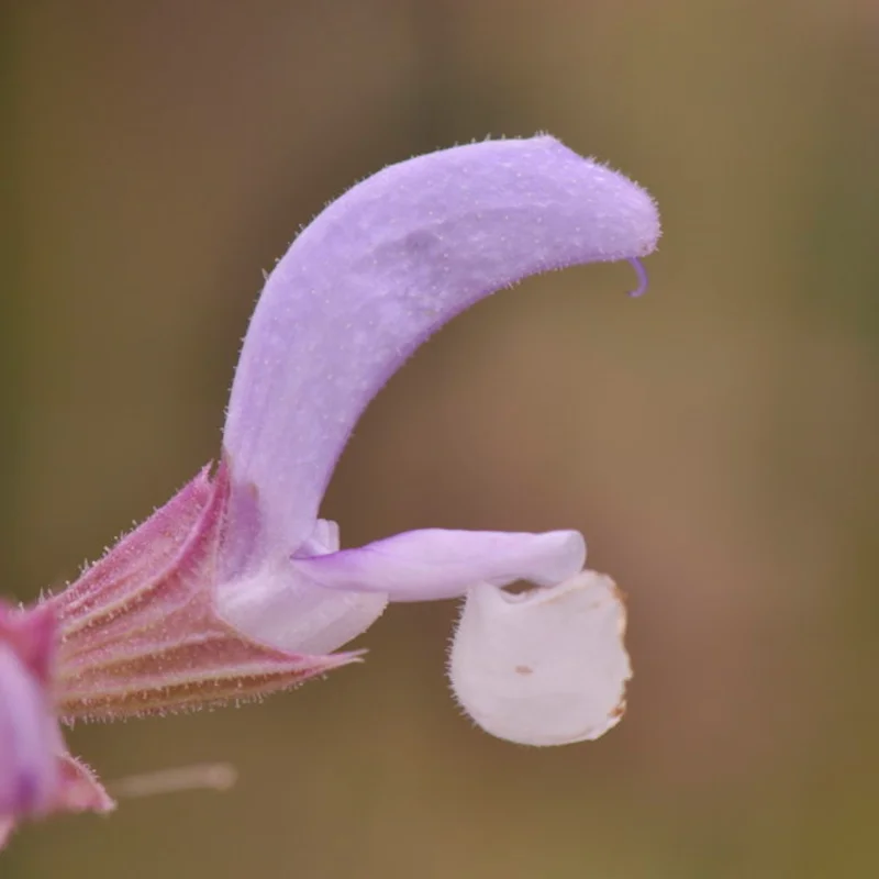 Sage - Clary Sage