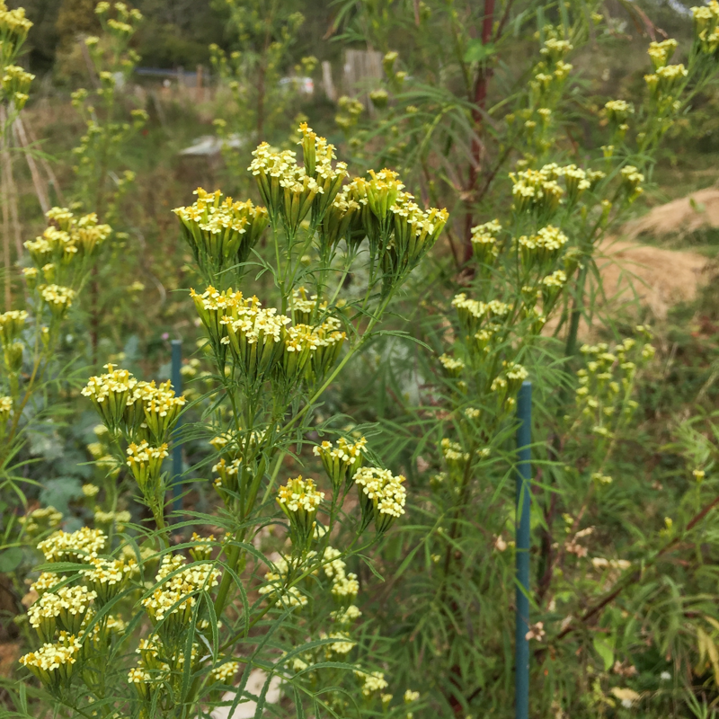 Taget - Nematocidal Marigold