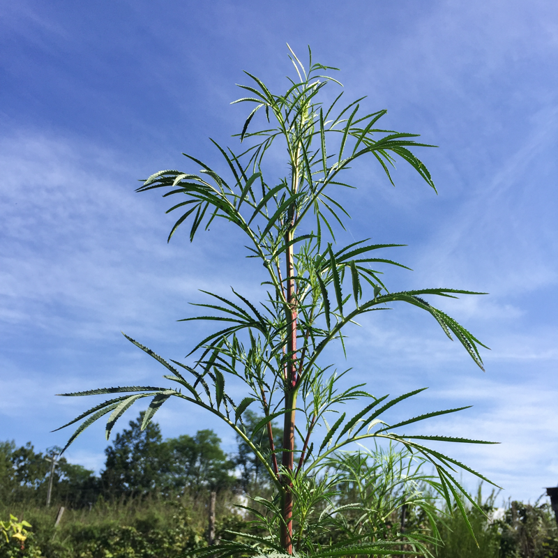 Taget - Nematocidal Marigold