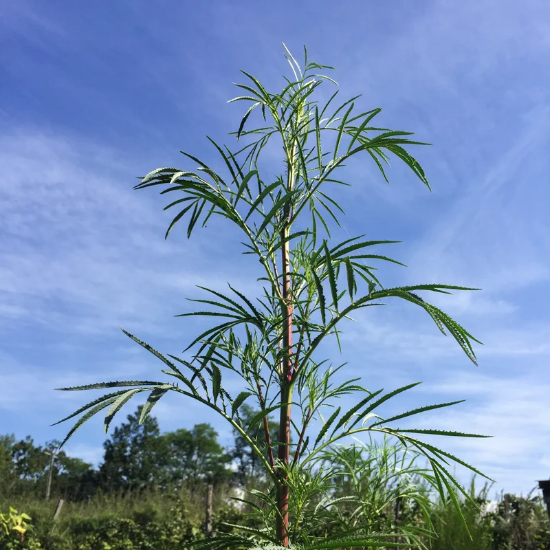 Taget - Nematocidal Marigold