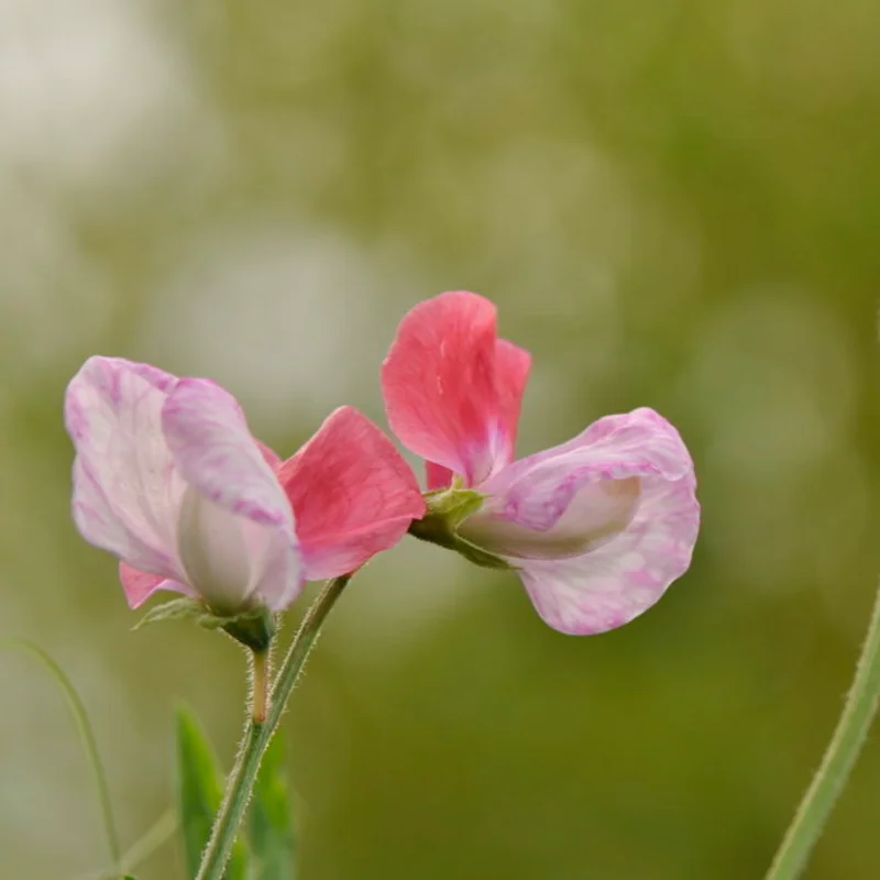 Sweet Pea - Painted Lady