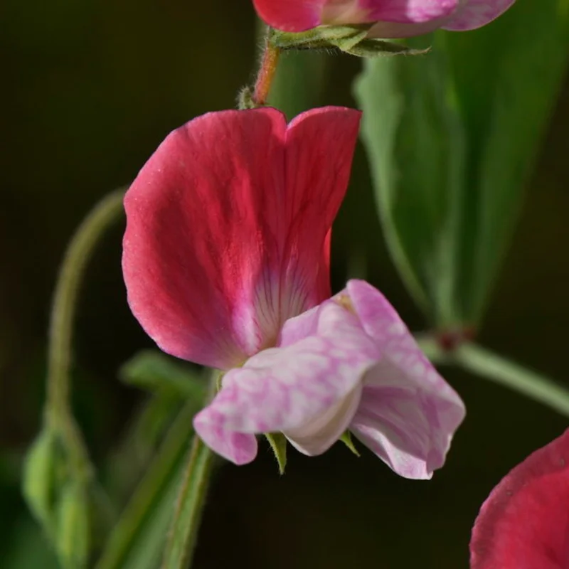 Sweet Pea - Painted Lady