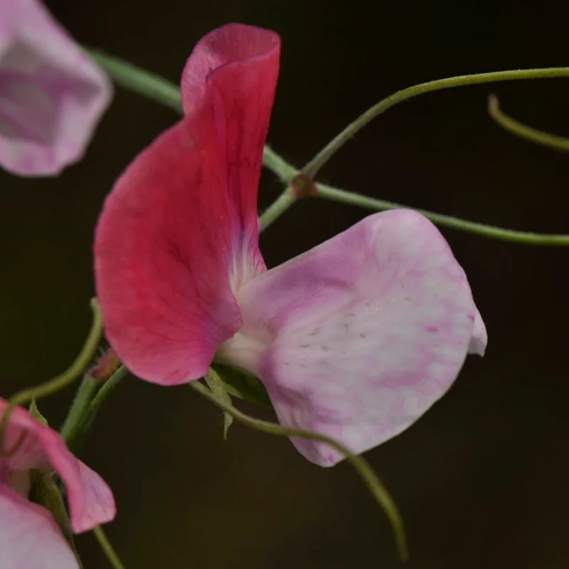 Sweet Pea - Painted Lady