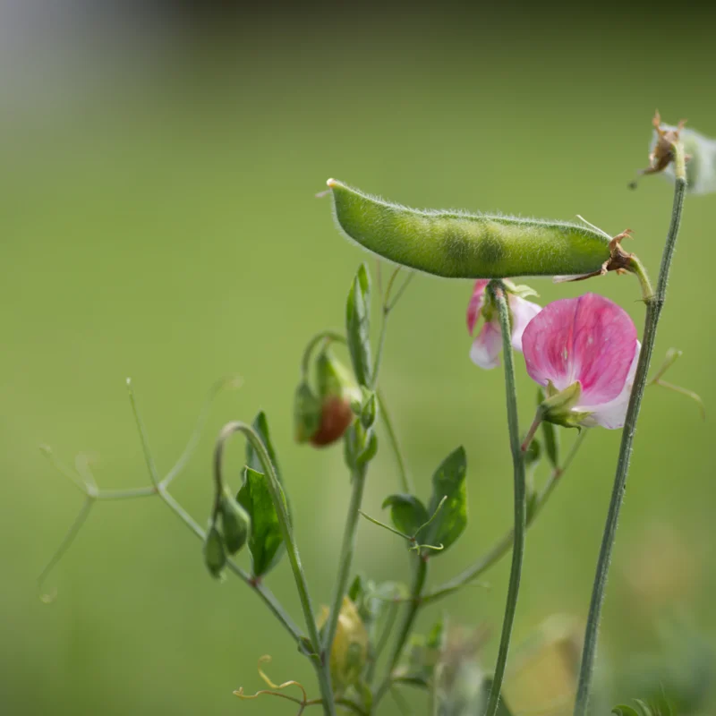 Sweet Pea - Painted Lady