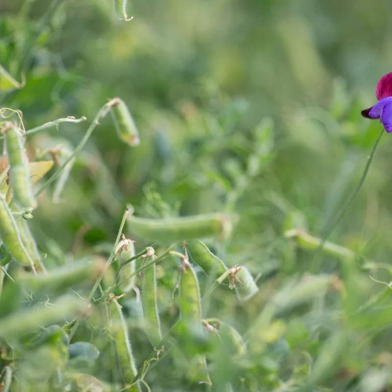 Sweet Pea - Painted Lady