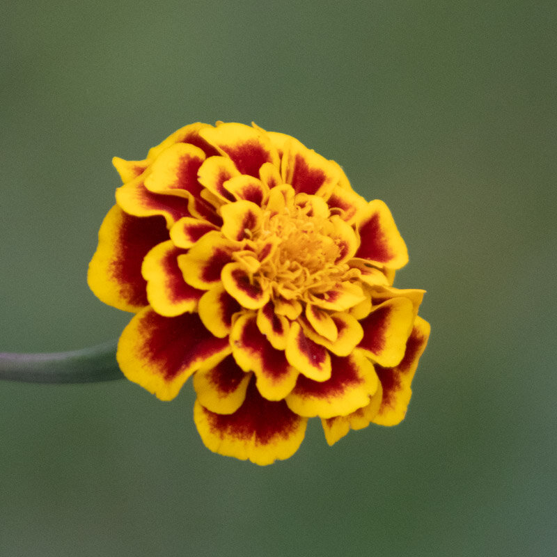 Taget - Sparkler Marigold